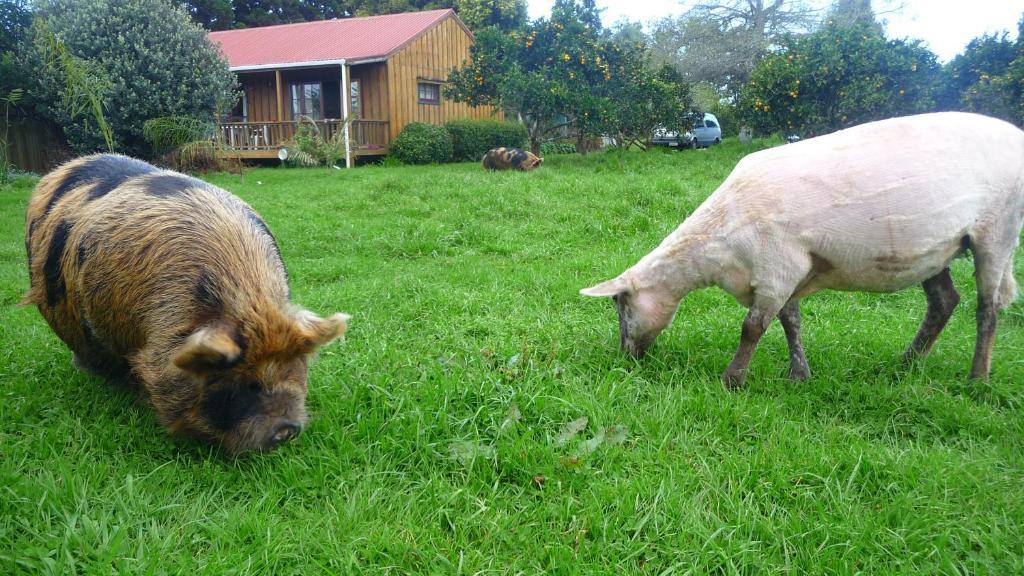 Relax A Lodge Kerikeri Bagian luar foto